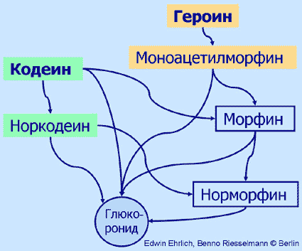 Схема метаболизма морфина
